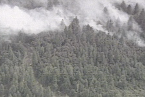 Video Clips of the Forest 